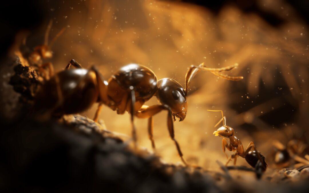 TEST – Les Fourmis : mini-héroïnes d&rsquo;un très grand jeu 2024