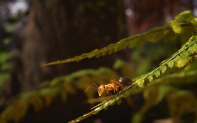 Les Fourmis font leur nid dans le jeu vidéo : découvrez le making-of