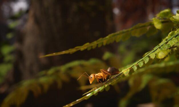 Les Fourmis font leur nid dans le jeu vidéo : découvrez le making-of
